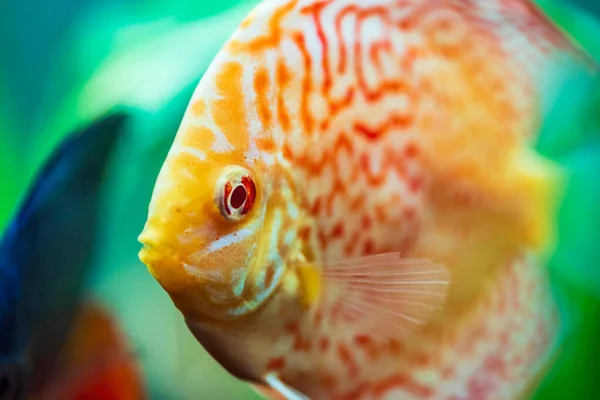 Colorful fish from the spieces Symphysodon discus in aquarium. — Stock Photo, Image