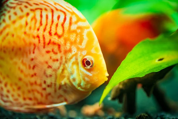 Coloridos peces de las piezas Symphysodon discus en el acuario. — Foto de Stock