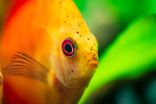 Retrato de un pez Symphysodon discus tropical naranja rojo en una pecera . — Foto de Stock