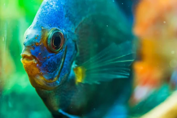 Portrait of a blue tropical Symphysodon discus fish in a fishtank. — Stock Photo, Image