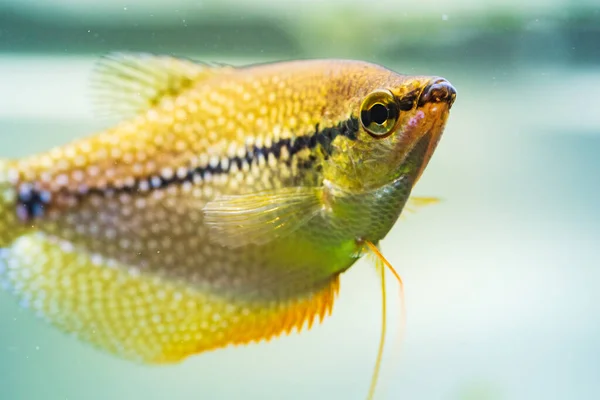 Pérola gourami Trichopodus leerii aquário de água doce peixes em tanque de peixe. Conceito de Aquaria — Fotografia de Stock