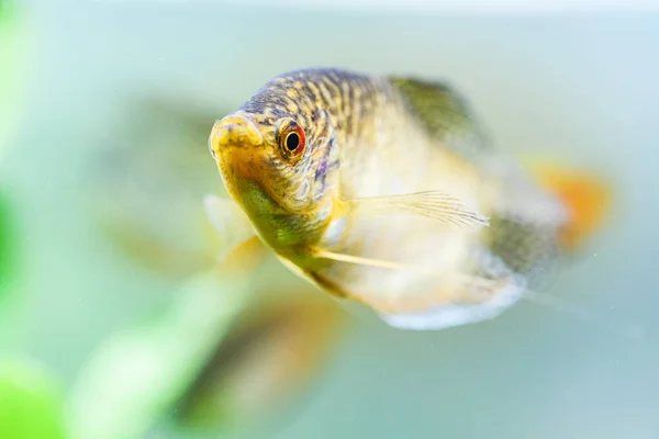 Opaline Gourami Trichopodus trichopterus tropical aquarium fish — Stock Photo, Image