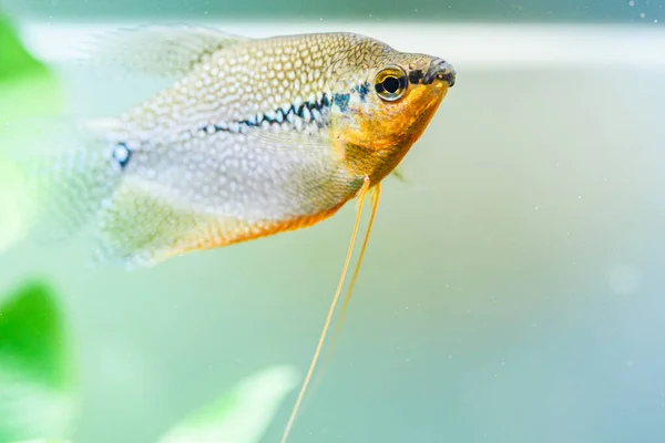 Pearl gourami Trichopodus leerii freshwater aquarium fish in fish tank. Aquaria concept — Stock Photo, Image