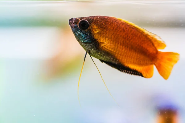 Bal gourami Trichogaster chuna tropikal akvaryum balığı akvaryumda. Renkli erkek balık..