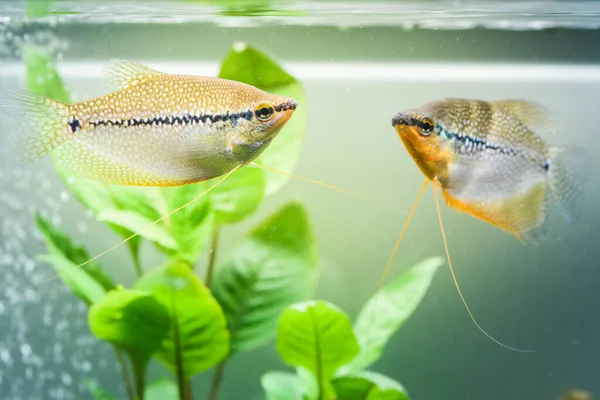 Akvaryumdaki iki Pearl gourami Trichopodus leerii tatlı su akvaryumu balığı. Akvaryum konsepti