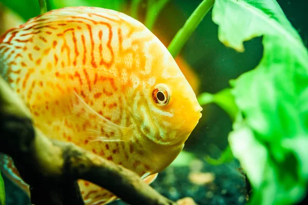 Барвиста риба зі шпильок Symphysodon discus в акваріумі . — стокове фото