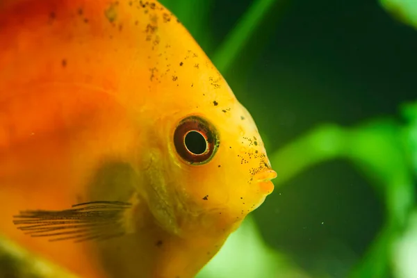 Портрет красно-оранжевого тропического симфисодона с рыбой в аквариуме . — стоковое фото