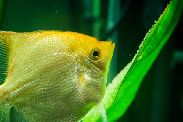 Pterophyllum Scalare de oro en agua de aqarium, pez ángel amarillo que protege los huevos — Foto de Stock