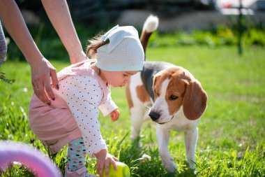 Küçük kız çocuğu, güneşli bir günde arka bahçede en iyi arkadaşı av köpeğiyle oynuyor. Çocuk dostu köpek konsepti