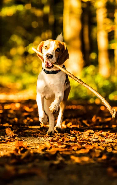 Potret Anjing Beagle Hutan Anjing Mengambil Sebuah Tongkat Berjalan Arah — Stok Foto