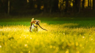 Mutlu köpek elinde sopayla yeşil bir çayırdan kameraya doğru koşuyor. Beagle köpek geçmişi