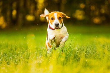Mutlu köpek yeşil bir çayırda kameraya doğru koşuyor. Beagle köpek geçmişi