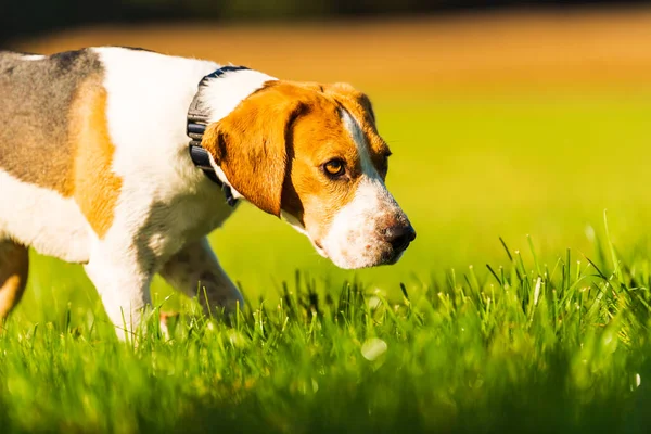 Happy Dog Running Green Vivid Meadow Camera Beagle Dog Background — Stock Photo, Image