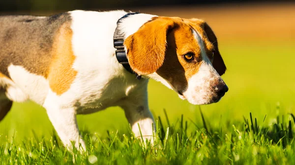 Perro Feliz Corriendo Través Prado Verde Vívido Hacia Cámara Beagle — Foto de Stock