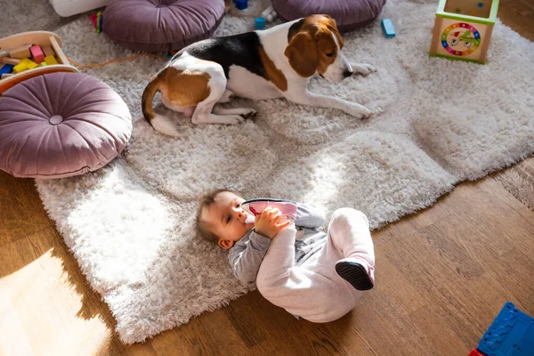 Портрет Годовалой Девочки Помещении Играющей Ковре Светлой Комнате Собакой Бигл — стоковое фото