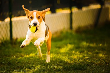Köpek arka bahçede eğleniyor. Köpek arka planı açık havada.