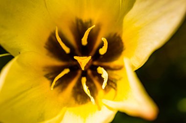 Beyaz sarı çiçeği kapat, yumuşak odaklan..