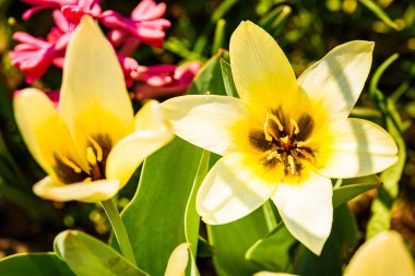 Beyaz sarı çiçeği kapat, yumuşak odaklan..