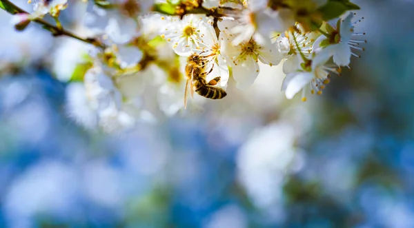 Foto Close Uma Abelha Mel Reunindo Néctar Espalhando Pólen Flores — Fotografia de Stock