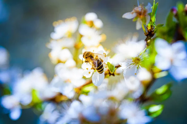 蜜蜂采蜜 在白樱花上撒粉 对环境生态可持续性具有重要意义 复制空间 — 图库照片