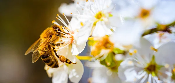 Foto Close Uma Abelha Mel Reunindo Néctar Espalhando Pólen Flores — Fotografia de Stock