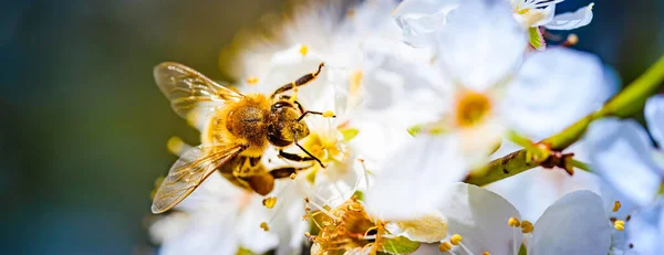 蜜蜂采蜜 在白樱花上撒粉 对环境生态可持续性具有重要意义 复制空间 — 图库照片