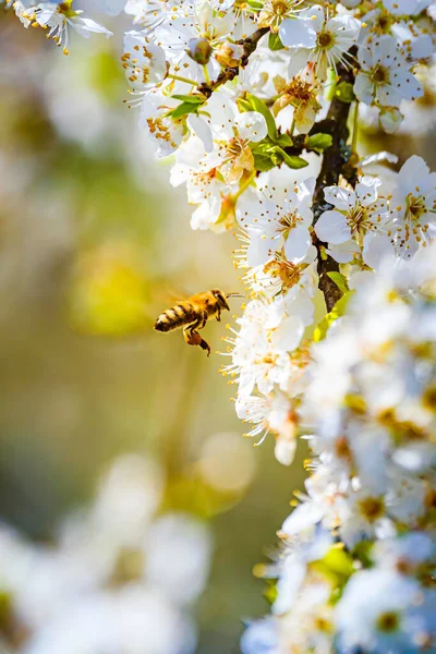 Foto Close Uma Abelha Mel Reunindo Néctar Espalhando Pólen Flores — Fotografia de Stock