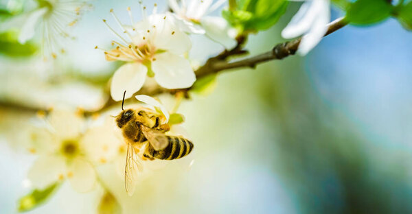 Close-up photo of a Honey Bee gathering nectar and spreading pollen on white flowers of white cherry tree. Important for environment ecology sustainability. Copy space