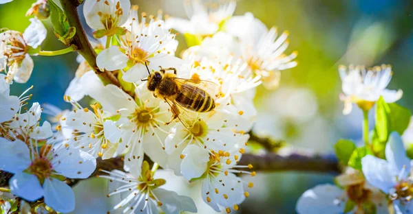 Крупным Планом Фотография Пчелы Собирающей Нектар Распространяющей Пыльцу Белые Цветы — стоковое фото