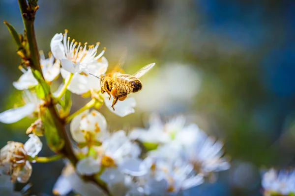 Foto Close Uma Abelha Mel Reunindo Néctar Espalhando Pólen Flores — Fotografia de Stock