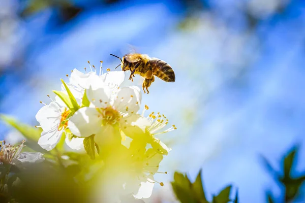 Nahaufnahme Einer Honigbiene Die Nektar Sammelt Und Pollen Auf Weißen — Stockfoto