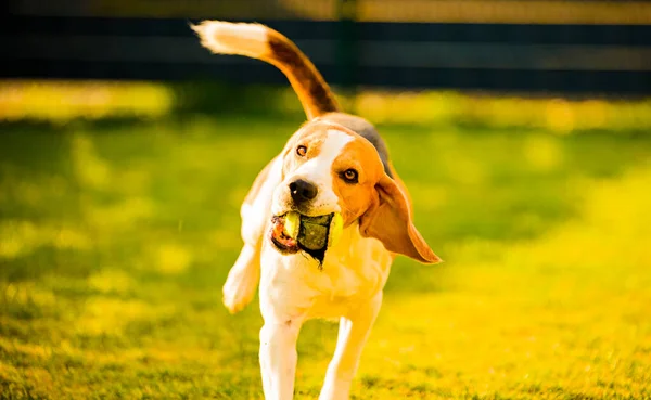 Cão Divertindo Quintal Fundo Canino Livre — Fotografia de Stock