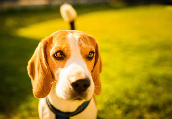 Perro Calle Otoño Beagle Flores — Foto de Stock