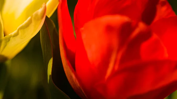 Rot Blühende Blume Aus Nächster Nähe Selektive Fokussierung — Stockfoto