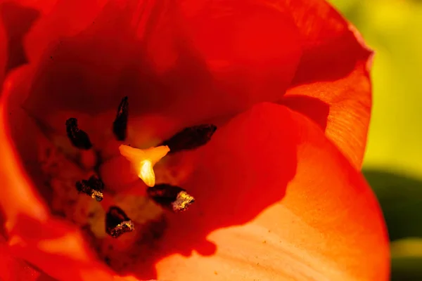 Rot Blühende Blume Aus Nächster Nähe Selektive Fokussierung — Stockfoto