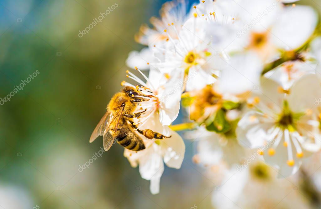 Close-up photo of a Honey Bee gathering nectar and spreading pollen on white flowers of white cherry tree. Important for environment ecology sustainability. Copy space
