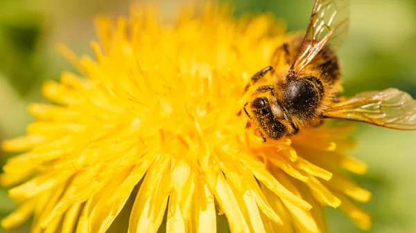 Medonosná Včela Pokrytá Pylem Sbírajícím Nektar Pampelišky Jaře Užitečná Fotografie — Stock fotografie