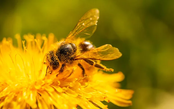 Honingbij Bedekt Met Stuifmeel Het Verzamelen Van Nectar Van Paardenbloem — Stockfoto