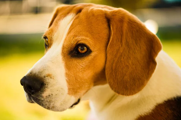 Perro Acuesta Los Muebles Del Patio Trasero Soleado Día Primavera — Foto de Stock