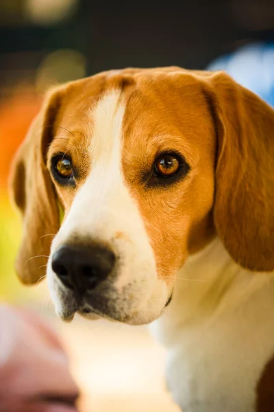 Hundligg Trädgårdsmöbler Solig Vårdag Hundporträtt Beagle Hund Bakgrund — Stockfoto