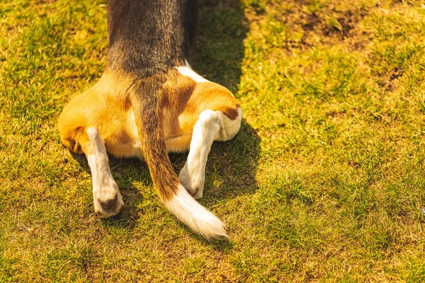 裏庭の芝生の上から足と尾を犬 右側のスペースをコピー — ストック写真