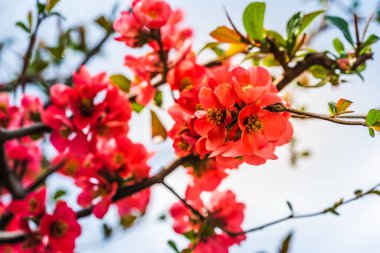 Japon ayva dalına karşı mavi gökyüzü. Bahar konsepti arka planı