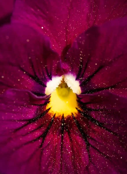 Close Shot Van Mooie Donkerrode Pansy Flowerr Macro Shoot Tuinieren — Stockfoto
