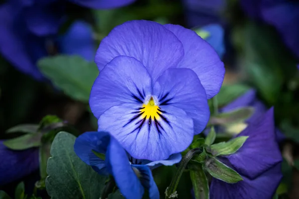 Lovitură Aproape Floare Frumoasă Pansy Albastră Conceptul Fundal Grădinărit — Fotografie, imagine de stoc