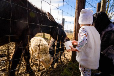 Çiftlik arazilerinde çiftlik hayvanlarını besleyen iki yaşında bir anne. Preding 'de güneşli bir gün