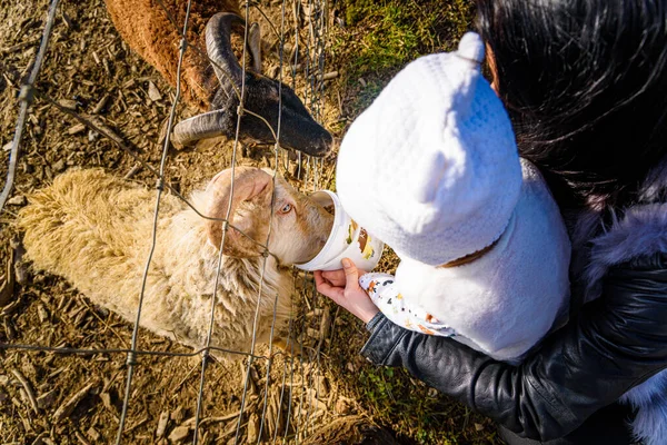 2岁的女孩妈妈在农田里喂家畜 捕猎的阳光灿烂的一天 — 图库照片