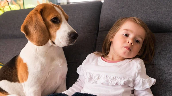 Beagle Hund Soffa Med Årig Flicka Ljust Rum Hund Med — Stockfoto