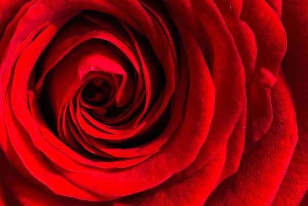 Zbliżenie makro ujęcie czerwonej róży w naturalnym słońcu — Zdjęcie stockowe