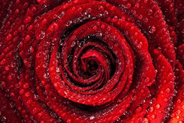 Un primer plano macro de una rosa roja húmeda bajo el sol natural cubierto de gotas de agua — Foto de Stock