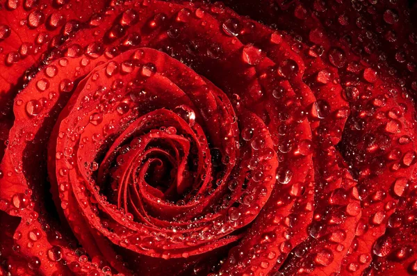 Zbliżenie makro ujęcie mokrej czerwonej róży w naturalnym słońcu pokrytym kroplami wody — Zdjęcie stockowe